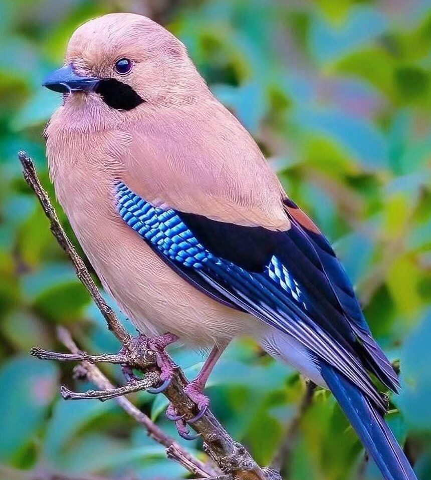 Eurasian Jay