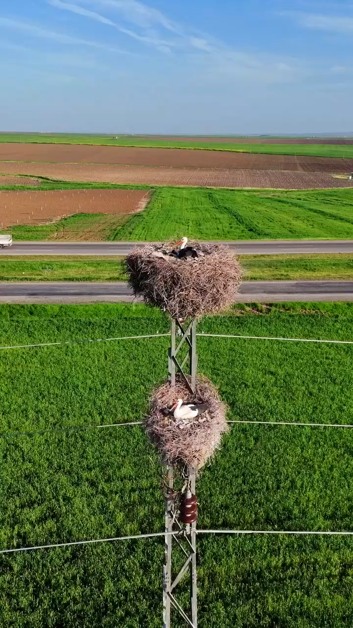 For Nature Lovers: 5 Unmissable Animal Videos You Can’t Miss